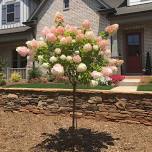 Brighter Blooms - Vanilla Strawberry Hydrangea Tree, 4 - 5 Ft. - No Shipping to AZ, 3-4 ft.